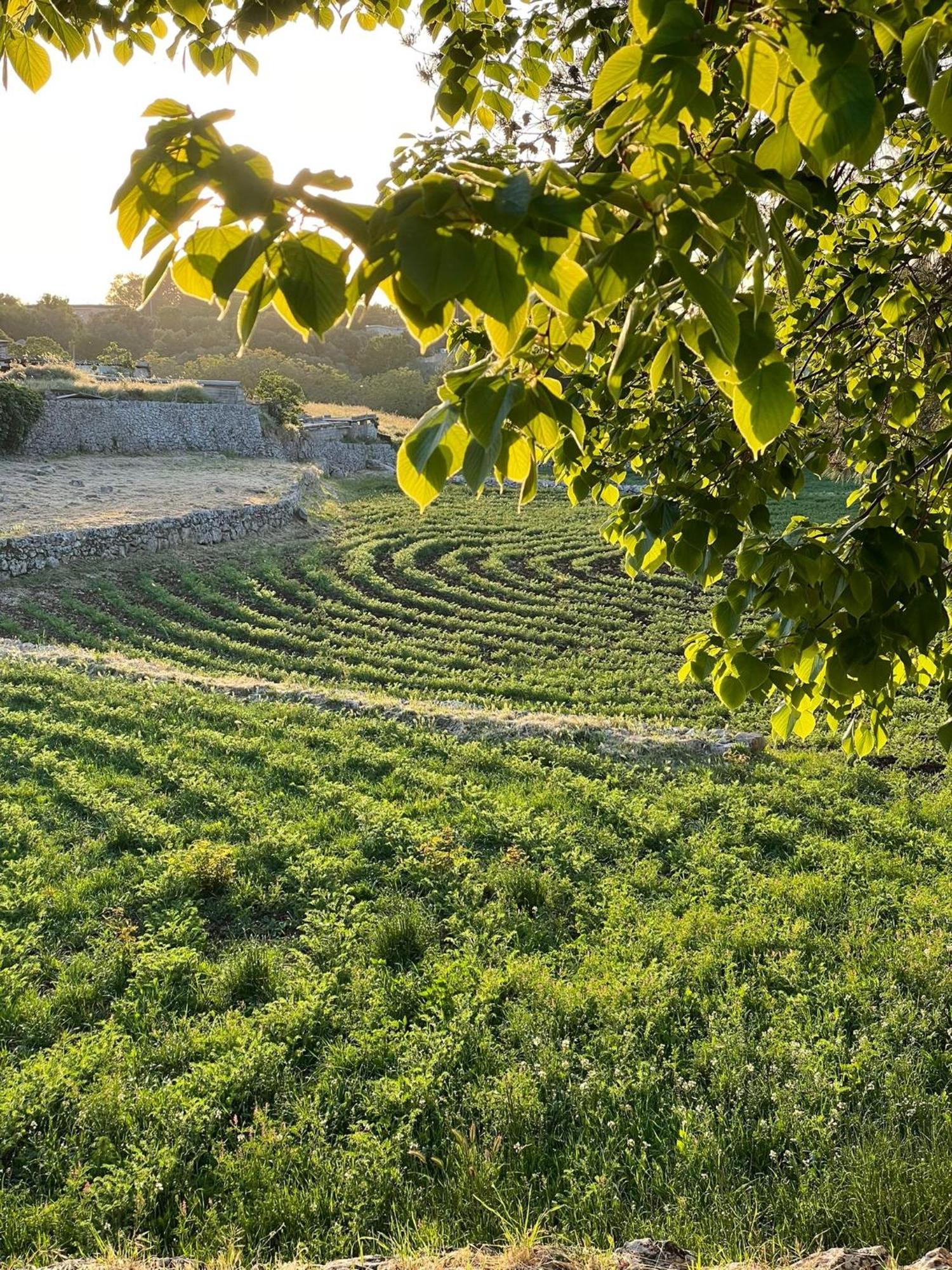 Masseria Trulli&Stelle B&B Noci Esterno foto